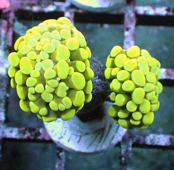 WYSIWYG 36 Yellow Branching Hammer 2 Polyps