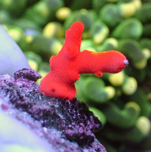 Montipora setosa Frag SM
