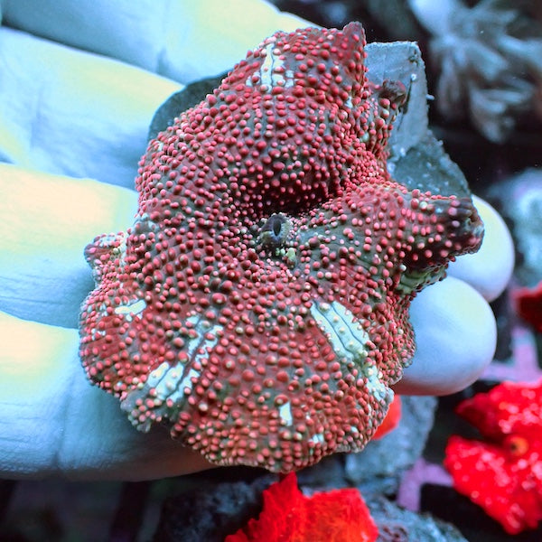 WYSIWYG 400 Pink Interstellar Mushroom.