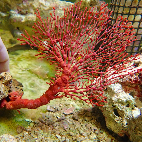 Red Indo Seafan (Iciligorgia sp.).