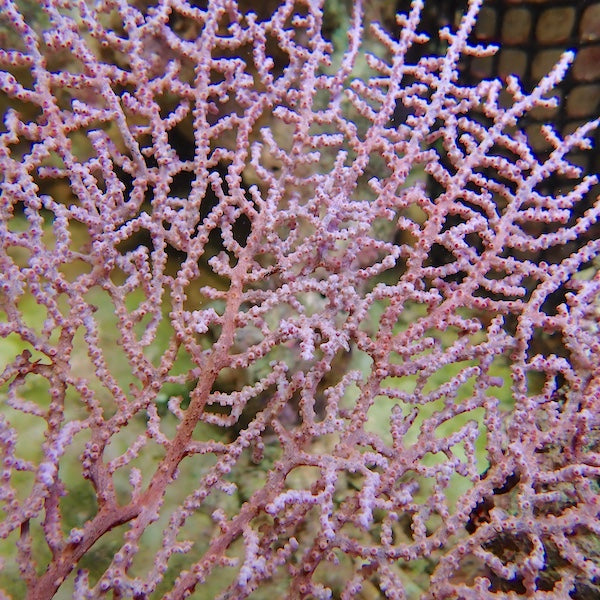Lilac Indo Seafan (Iciligorgia sp.)