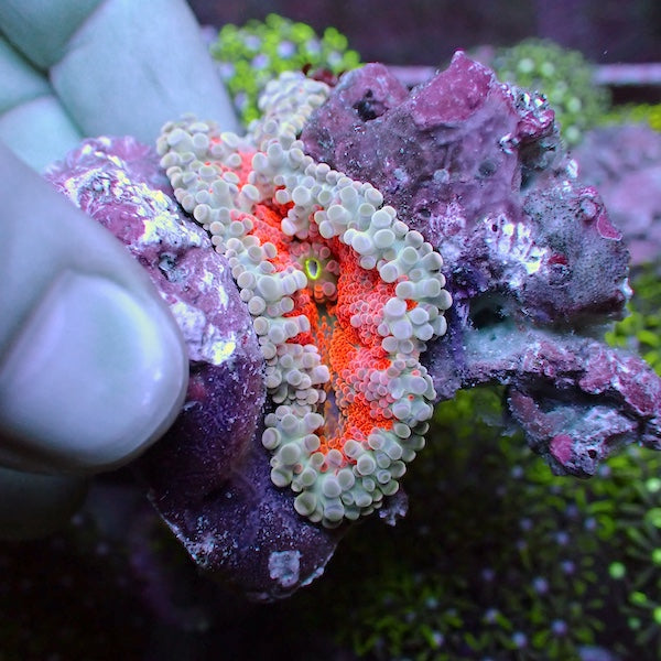 Wysiwyg 48 Hot Orange Centre Ricordea yuma Polyp