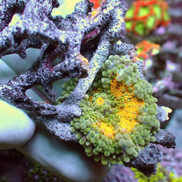 WYSIWYG 5 Yellow/Green Rainbow Ricordea yuma Polyp