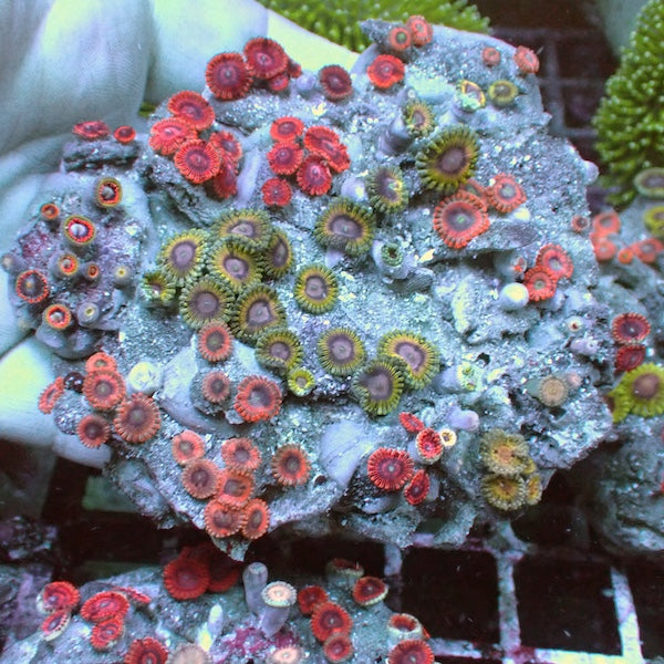 WYSIWYG 356 Zoa Garden.