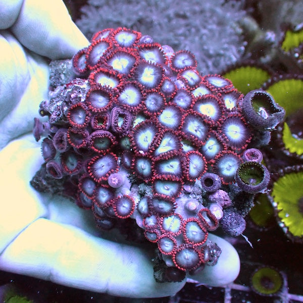 WYSIWYG 124 Spiderman Zoa Colony
