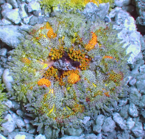 WYSIWYG 2 Mini Maxi Anemone