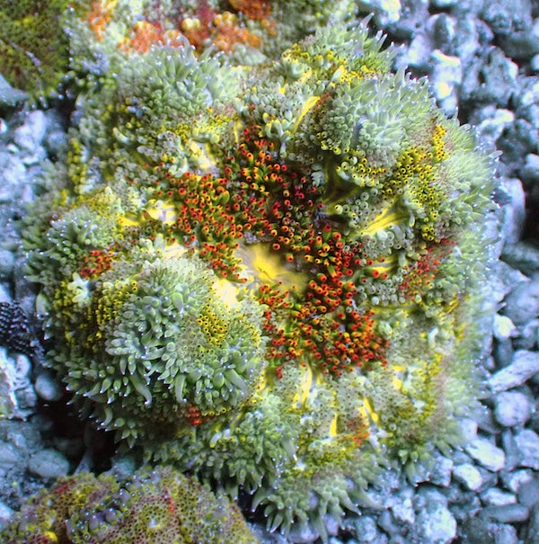WYSIWYG 3 Mini Maxi Anemone