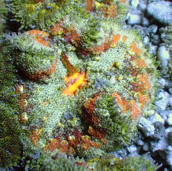 WYSIWYG 5 Mini Maxi Anemone