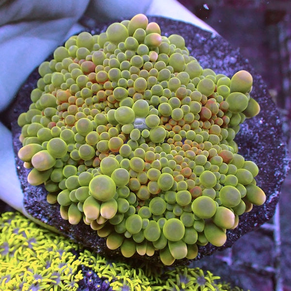 WYSIWYG 60 Green/Orange Ricordea yuma Polyp