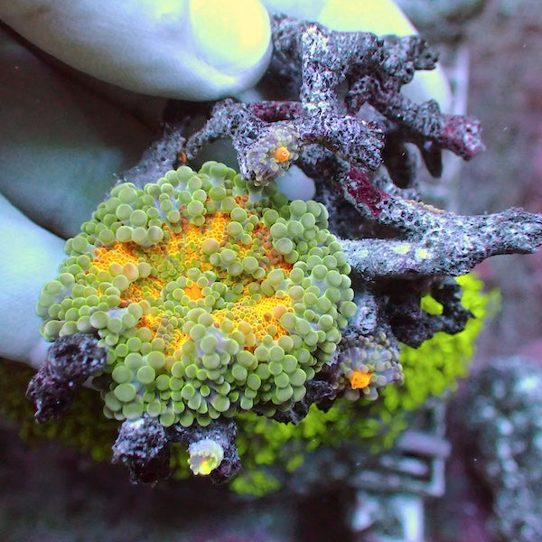 WYSIWYG 5 Yellow/Green Rainbow Ricordea yuma Polyp