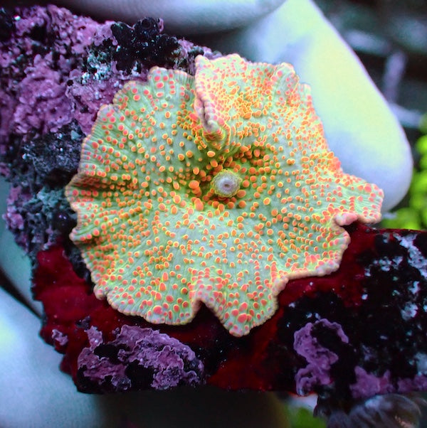 WYSIWYG 71 Lime Skittles Mushroom Polyp