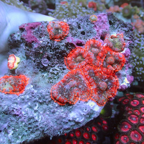 WYSIWYG 55 Forest Fire Bullseye Mushroom Colony