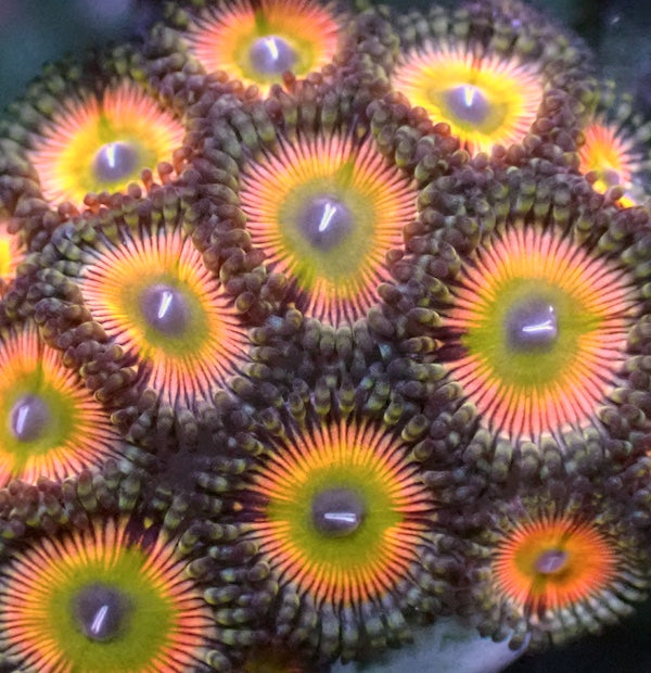 Tiki Torch Zoa 5 Polyps