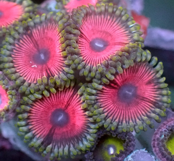 Blue Eyed Girl Zoa 5 Polyps