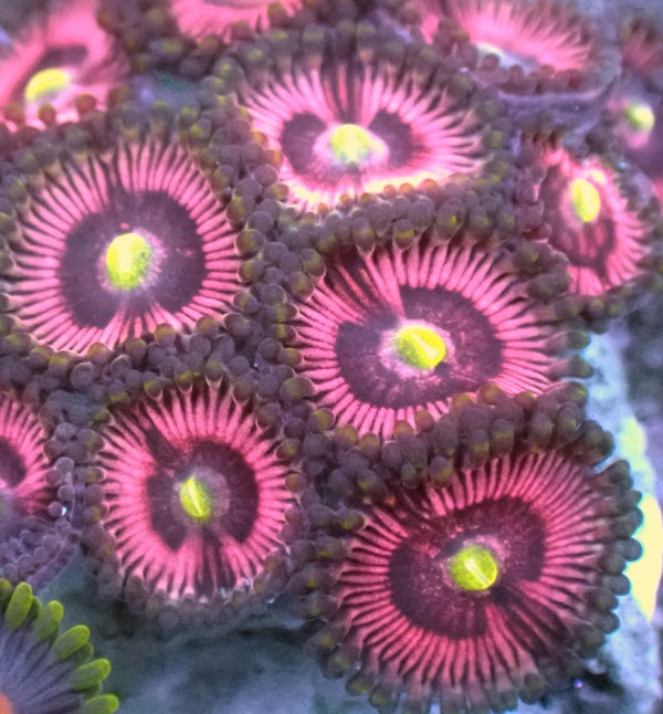 Daisy Dukes Zoa 5 Polyps