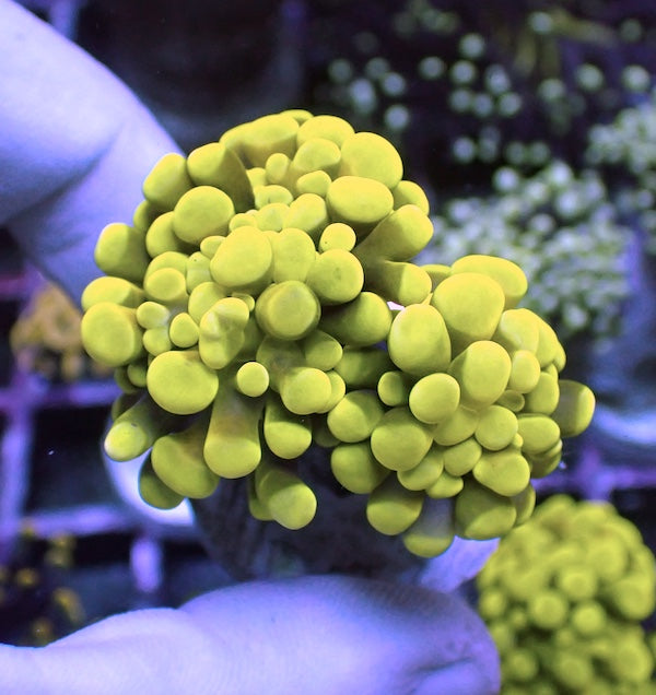 WYSIWYG 43 Yellow Gold Branching Hammer 2 Polyps