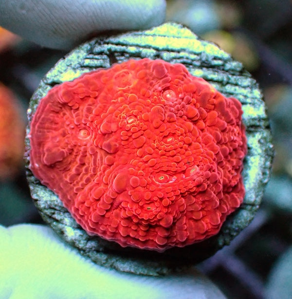 WYSIWYG 172 Red Graft Chalice