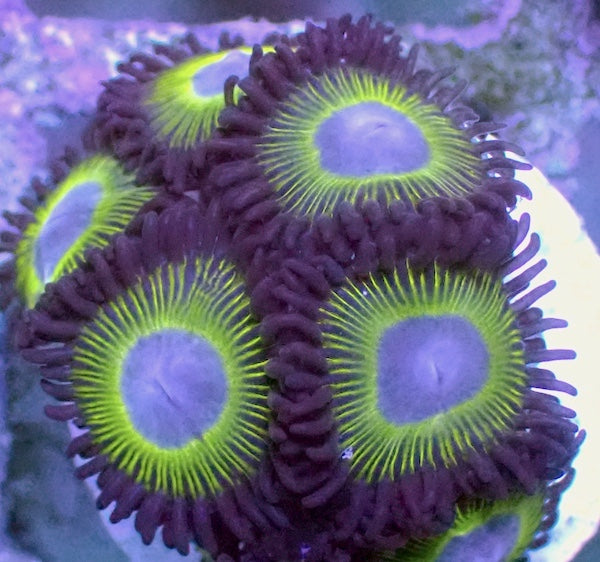 Mean Green Zoa 5 Polyps