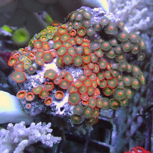 WYSIWYG 357 Zoa Garden