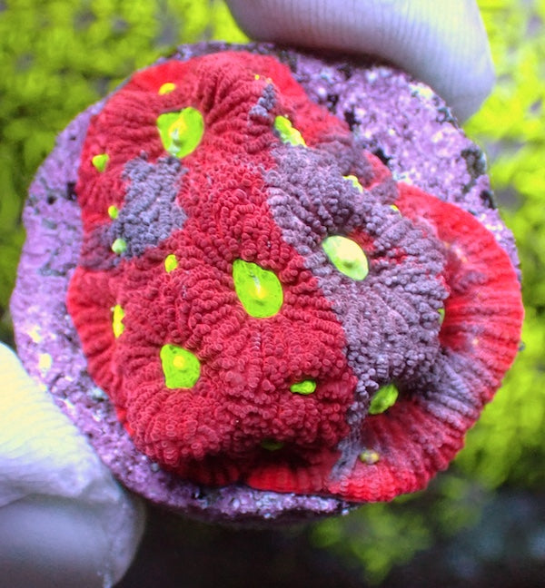 Purple/Red War Coral