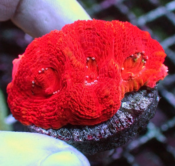 WYSIWYG 238 Hot Poker Acan bowerbanki