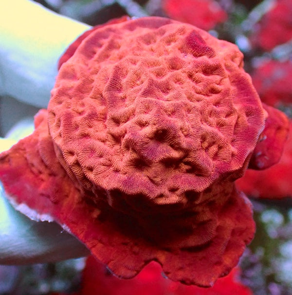 Golden Wonder Leptoseris Frag