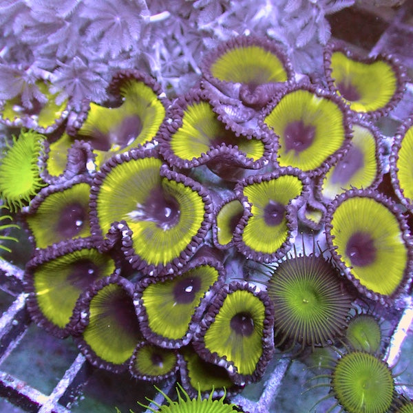 WYSIWYG 142 Green Paly Grandis Colony