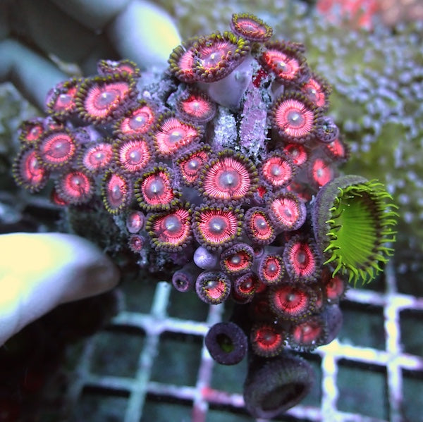 WYSIWYG 96 Pink Zoa Garden