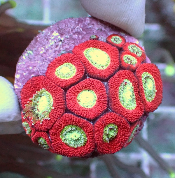 WYSIWYG 162 Mint Centre Micromussa Frag