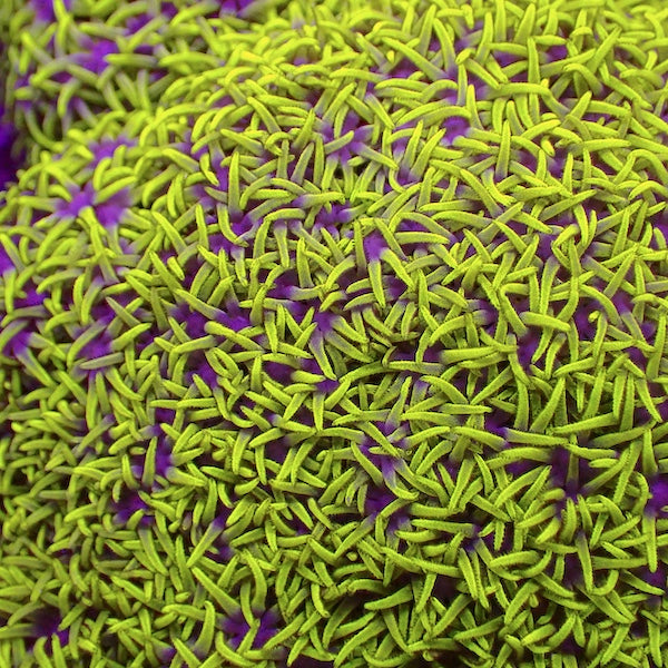 Green/Pink Centre Star Polyp Colony