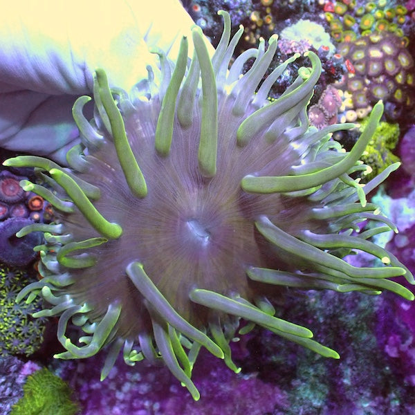 Long Tentacle Anemone WYSIWYG 9