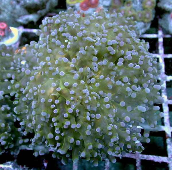 WYSIWYG 337 Lilac, Green & Lemon Branching Frogspawn 2 Polyps