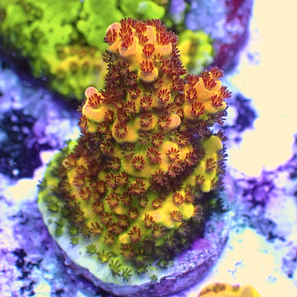 WYSIWYG 258 LC Rainbow Acropora