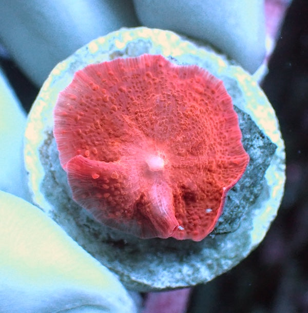 WYSIWYG 5 Red Velvet Mushroom Polyp