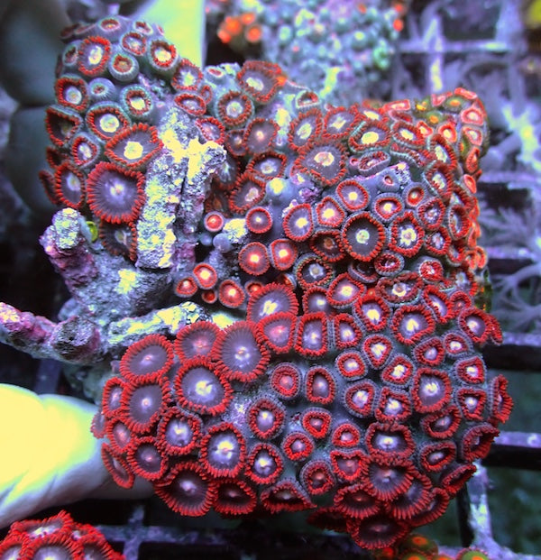 WYSIWYG 148 Fire & Ice Zoa Colony