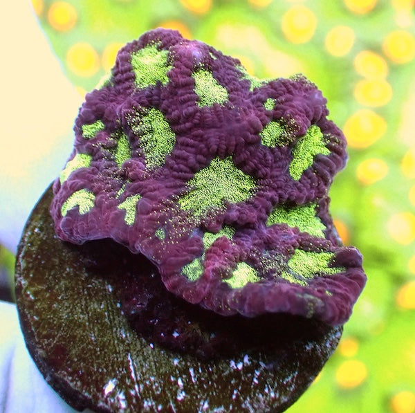 Frostbite Favites