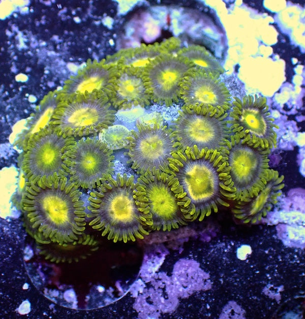 WYSIWYG 258 Mini Zoa Garden