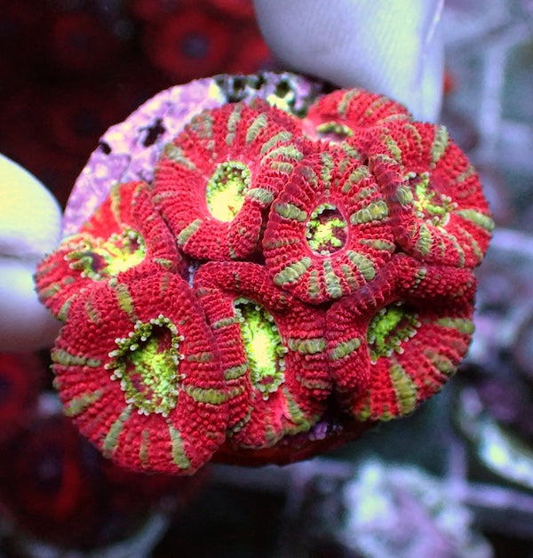 WYSIWYG 162 Pinwheel Micromussa Frag