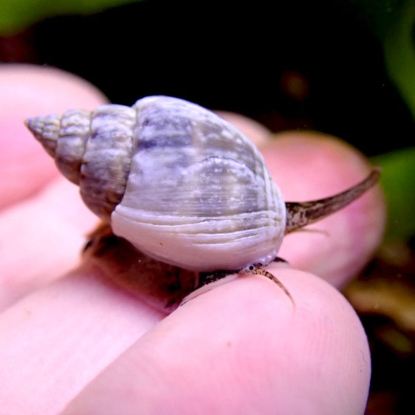 Nassarius Snails