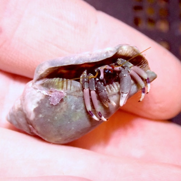 White Claw Hermit Crab