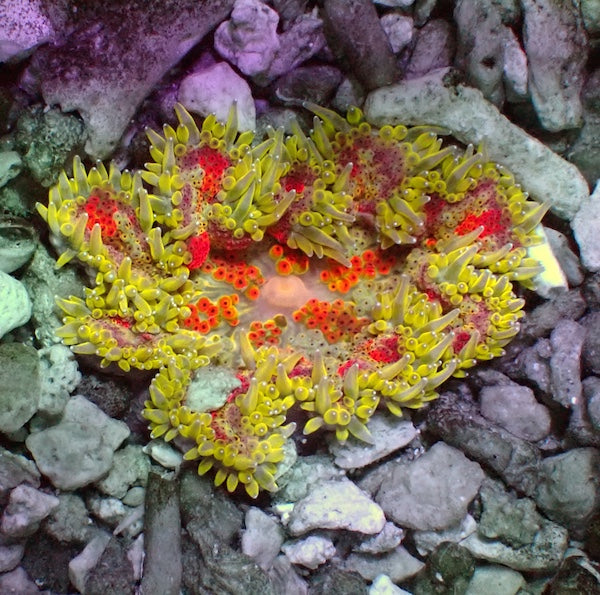 WYSIWYG 1 Mini Maxi Anemone