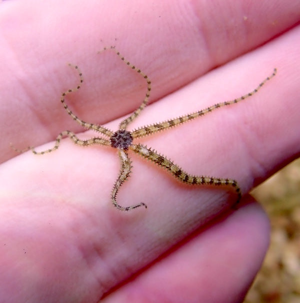 Micro Brittle Starfish (x5)