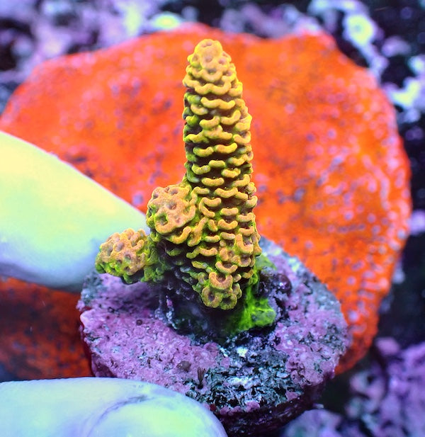 WYSIWYG 280 Sunset Acropora milli