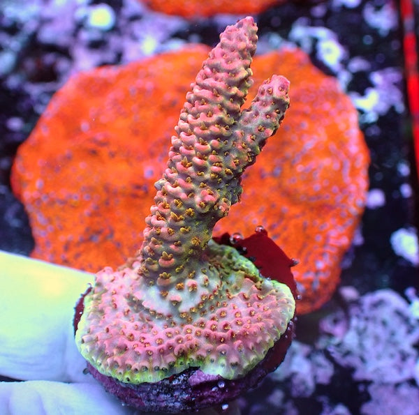 WYSIWYG 246 Rose Acropora milli