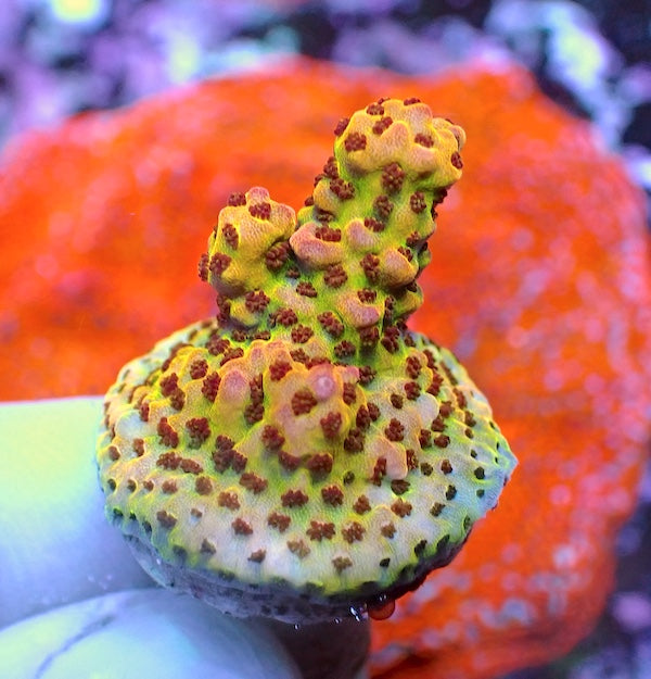 WYSIWYG 273 LC Rainbow Acropora