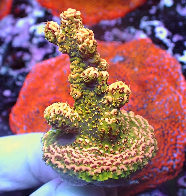 WYSIWYG 97 Bronze Goddess Acropora milli