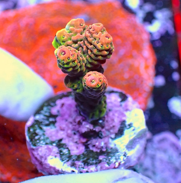 WYSIWYG 262 Red Acropora milli