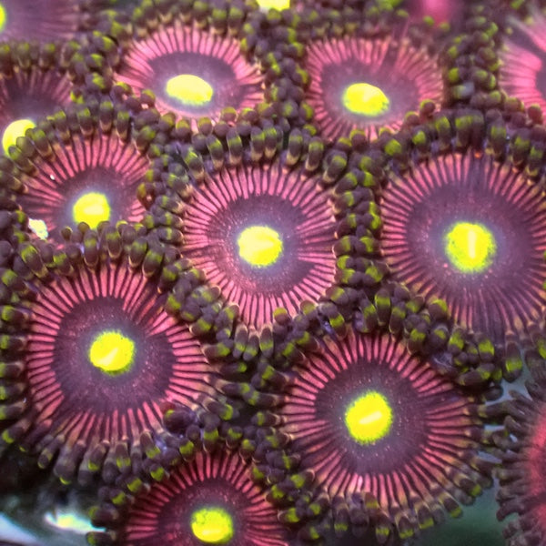 EMs Cuties Zoa 5+ Polyps