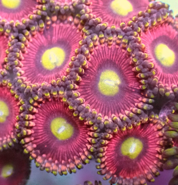 Cats Eye Zoa Zoa 5+ Polyps