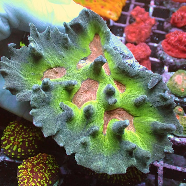 WYSIWYG 335 Pectinia